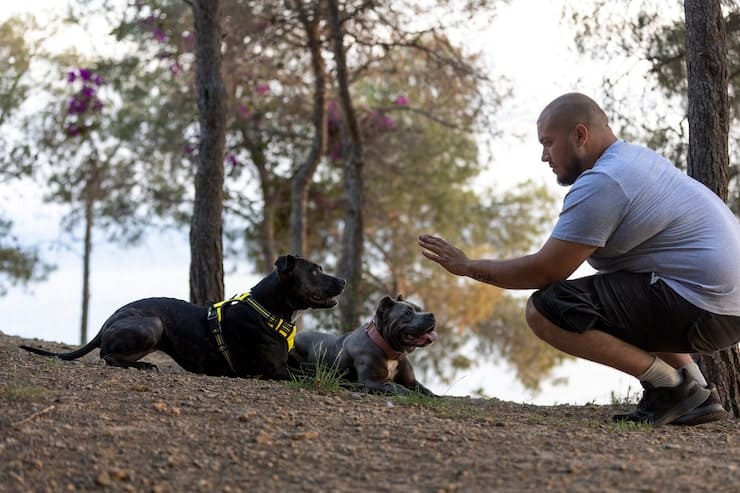 pension canine invisible sur Google